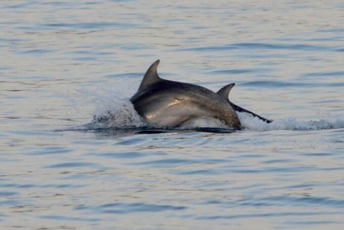 Vrsar: Dolphin Watching Boat Tour Including Drinks - Professional Crew and Safety