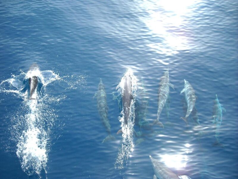 Vrsar: Dolphin Watching Boat Tour Including Drinks - Scenic Boat Trip