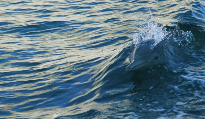 Vrsar: Dolphin Watching Boat Tour Including Drinks - Dolphin Watching Opportunity