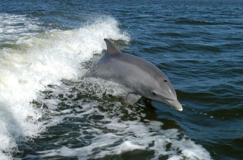 Vrsar: Dolphin Watching Boat Tour Including Drinks - Itinerary Highlights