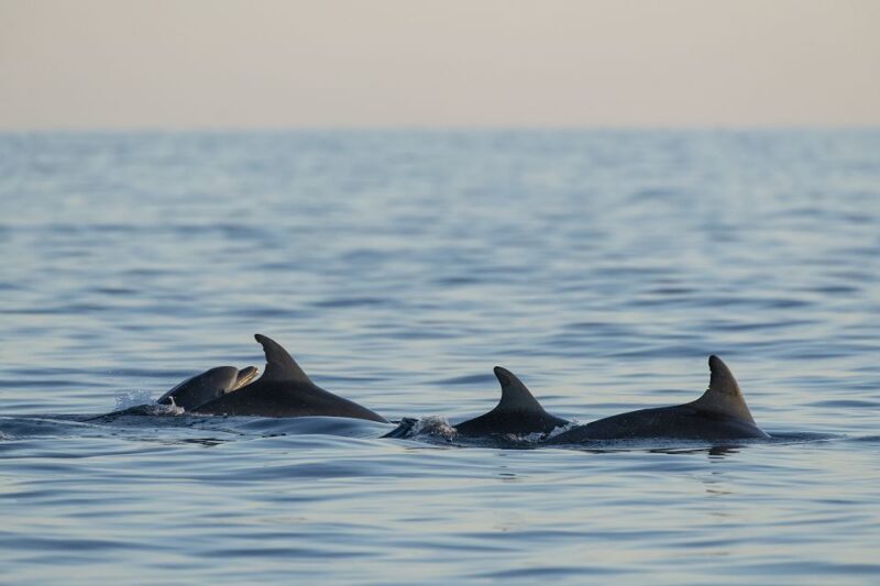 Vrsar: Dolphin-Watching Sunset Adventure With Speedboat - Booking Details