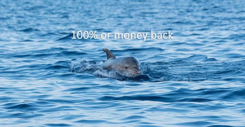 Vrsar: Dolphin-Watching Sunset Adventure With Speedboat - Participant Information