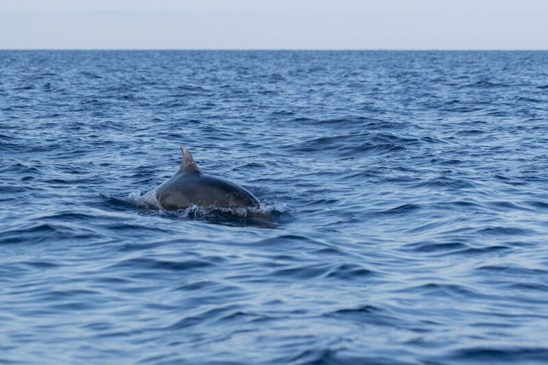 Vrsar: Dolphin-Watching Sunset Adventure With Speedboat - Customer Feedback
