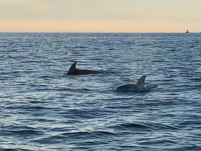 Vrsar: Dolphin-Watching Sunset Adventure With Speedboat - Dolphin Sightings Guarantee