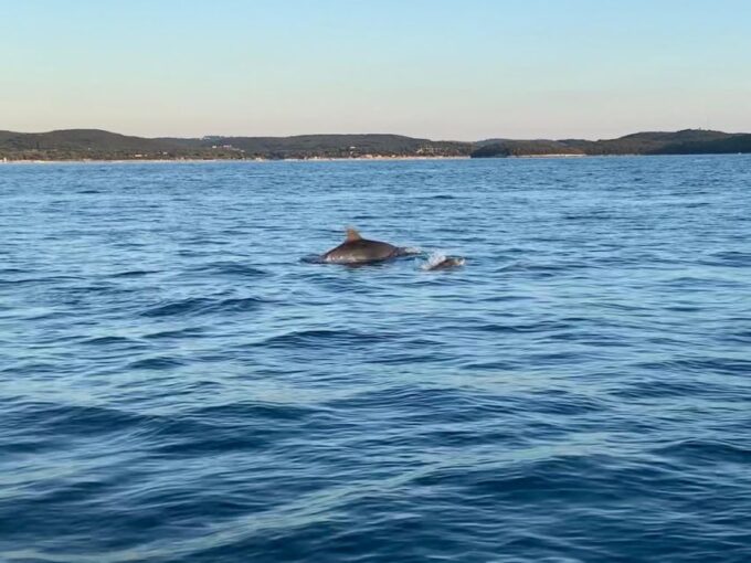 Vrsar: Dolphin-Watching Sunset Adventure With Speedboat - Skilled Guide and Skipper