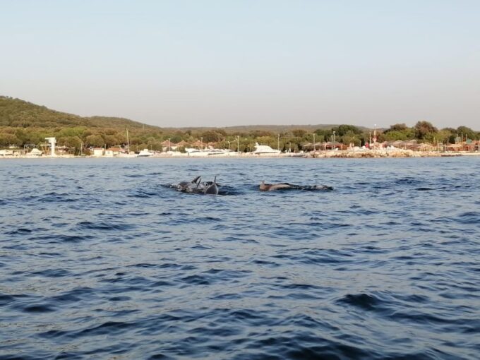 Vrsar: Dolphin-Watching Sunset Adventure With Speedboat - Respectful Dolphin Observation