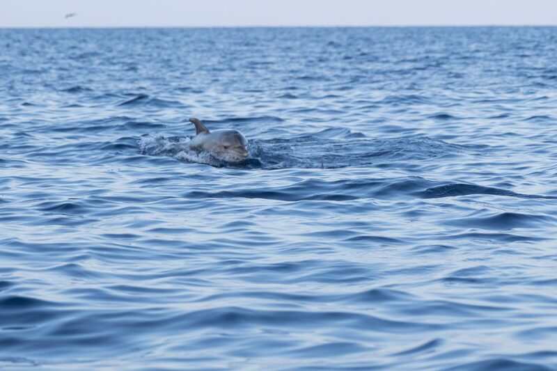 Vrsar: Dolphin-Watching Sunset Adventure With Speedboat - Booking and Cancellation Policy