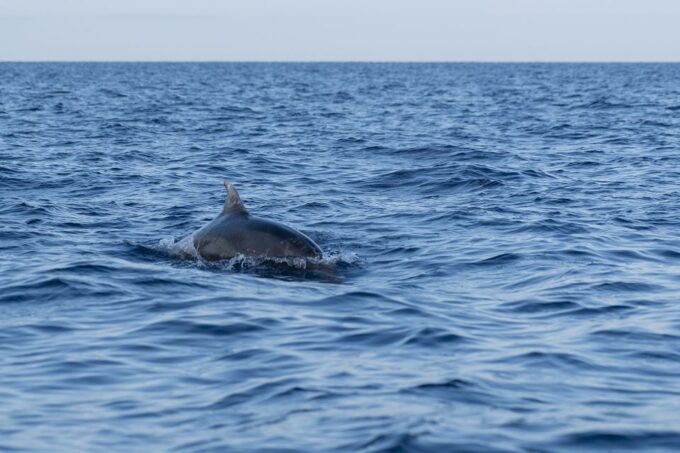 Vrsar: Dolphin-Watching Sunset Adventure With Speedboat - Customer Ratings and Reviews