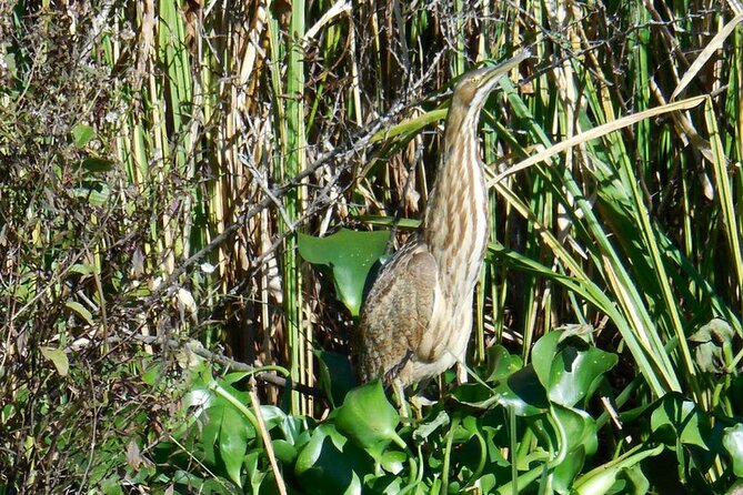 Waccamaw River Nature and Wildlife Tour - Highlights of the Experience