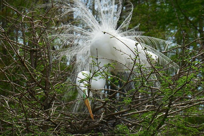 Waccamaw River Nature and Wildlife Tour - Spotting Wildlife on the Tour
