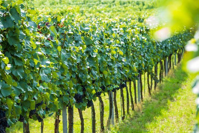 Wachau Valley Kayak & Wine Tour - Booking Details