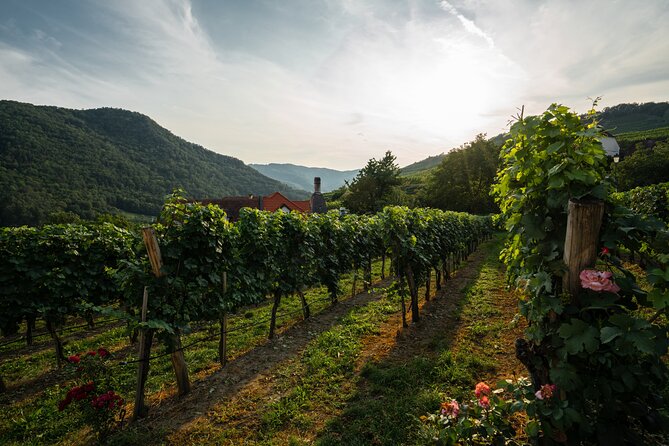 Wachau Valley Vines: A Culinary and Cultural Private Experience - Immerse in Culinary Delights
