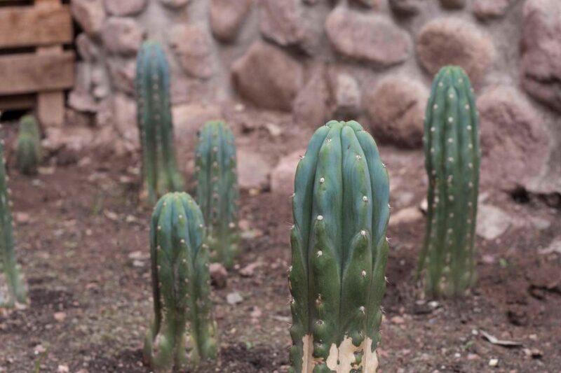Wachuma or San Pedro Ceremony in Cusco - Ritual and Guidance