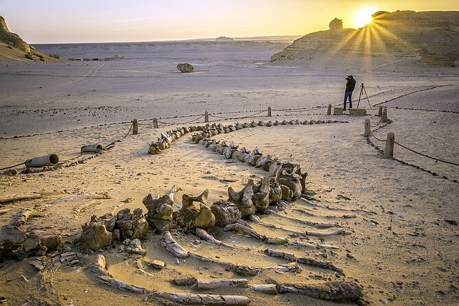 Wadi Al Hitan Day Trip From Cairo - Pricing and Booking Information