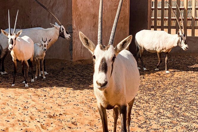 Wadi Bani Khaled & Desert Safari - Muscat, Oman - Accessibility and Recommendations