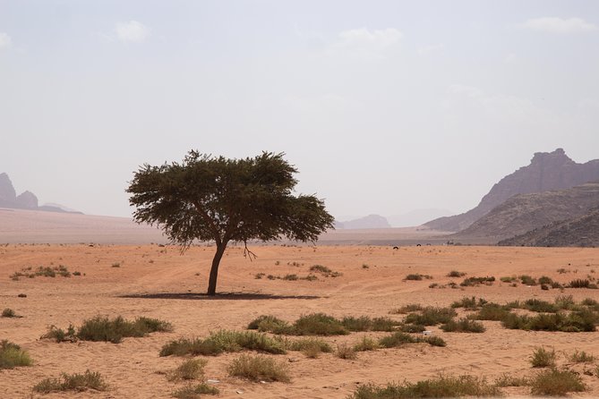 Wadi Rum: 4 Hour Highlights Tour - Marveling at the Canyons