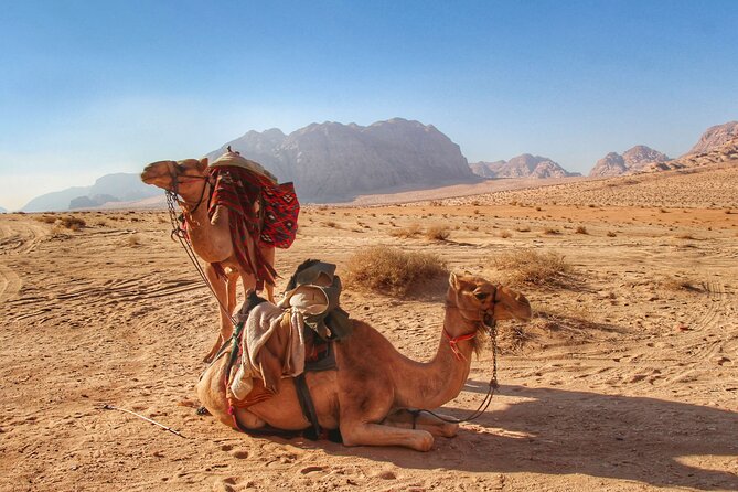 Wadi Rum: Camel Trek Adventure - Private Tour With a Knowledgeable Guide