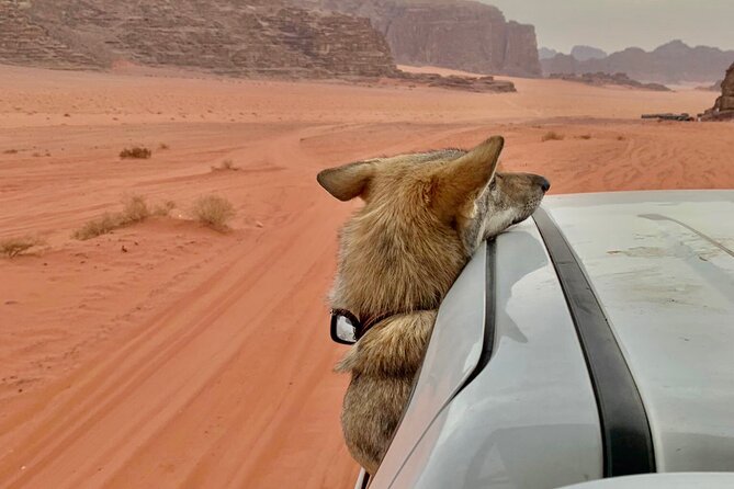 Wadi Rum Cave Camping With Jeep Tour - Cancellation and Changes