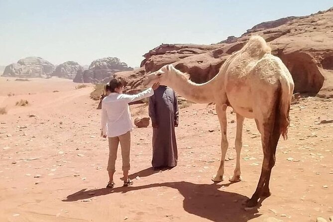 Wadi Rum Full-Day Private Tour From Amman or Airport - Pricing and Booking Information
