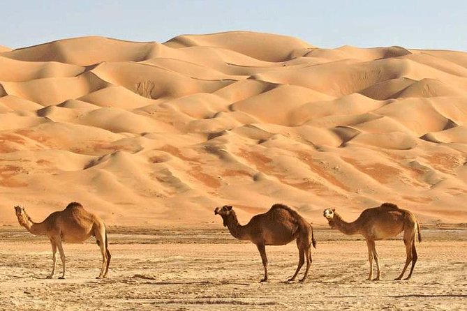 Wahiba Sands and Desert Safari From Muscat - Relaxing at the Desert Oasis