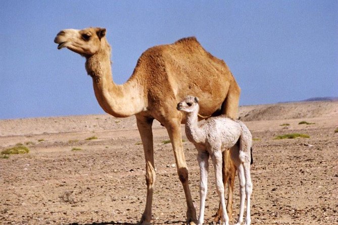 Wahiba Sands and Desert Safari From Muscat - Booking and Logistics