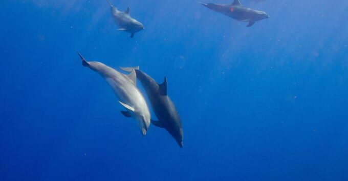 Waianae, Oahu: Swim With Dolphins (Semi-Private Boat Tour) - Explore Waianaes Marine Life