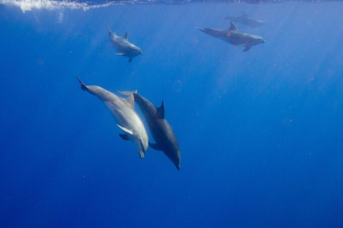 Waianae, Oahu: Swim With Dolphins (Semi-Private Boat Tour) - Duration and Group Size