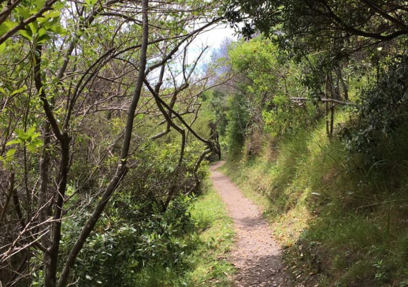 Waiheke Island: 5-Hour Guided Art Tour - Key Points