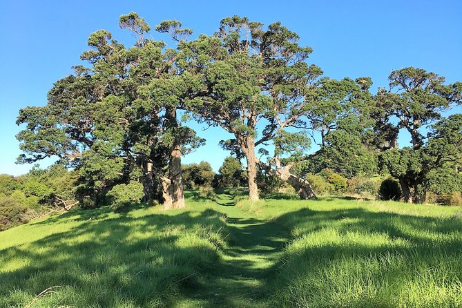 Waiheke Island Bush & Beach Walk - Personalized Itinerary