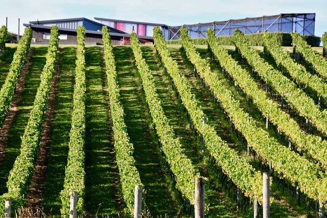 Waiheke Island - Fly and Dine (from Ardmore Airport) - Stellar Customer Reviews