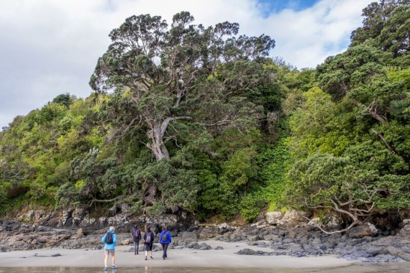 Waiheke Island: Forest and Beach Premium Guided Walk - Transportation Details