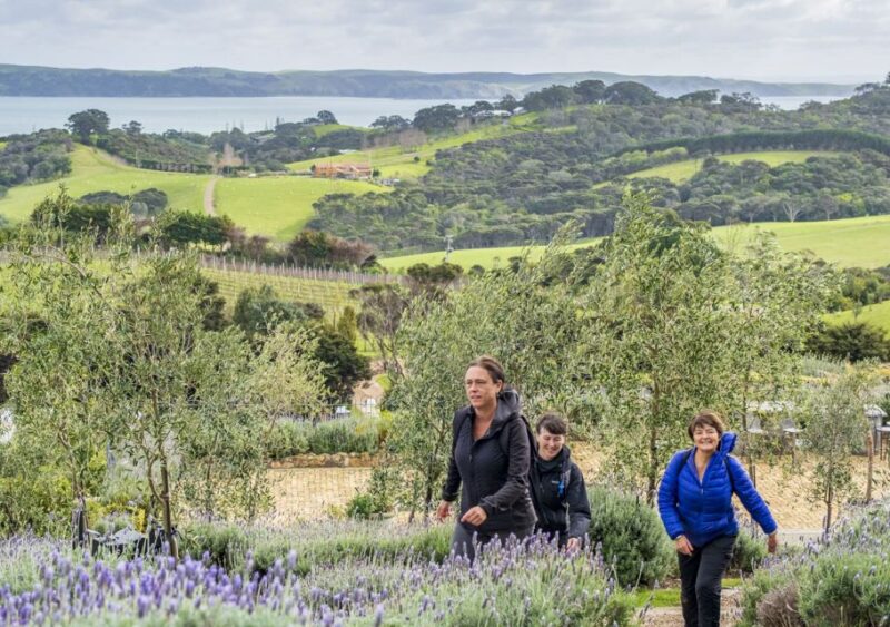 Waiheke Island: Full Day Guided History and Heritage Tour - Meeting Information