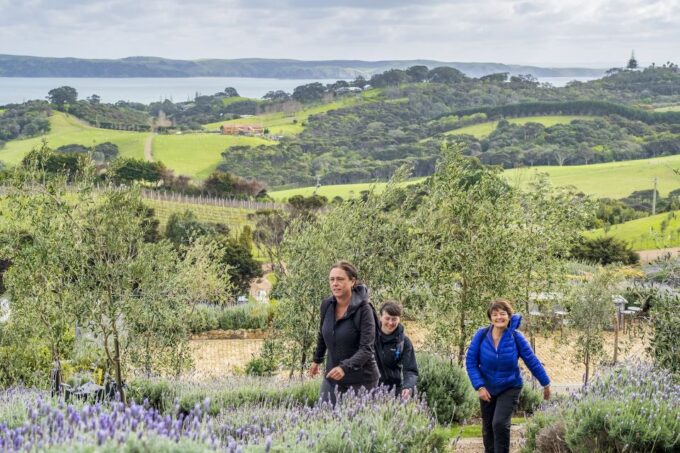 Waiheke Island: Premium Vineyard, Wine Tasting and Bush Walk - Nature Walk and Scenic Views