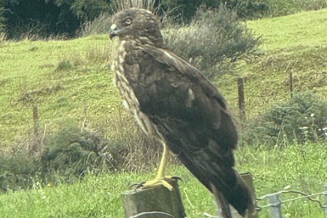Waiheke Island Private Birding Tour - Key Points