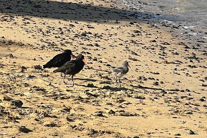 Waiheke Island Private Birding Tour - Why This Tour Offers Real Value