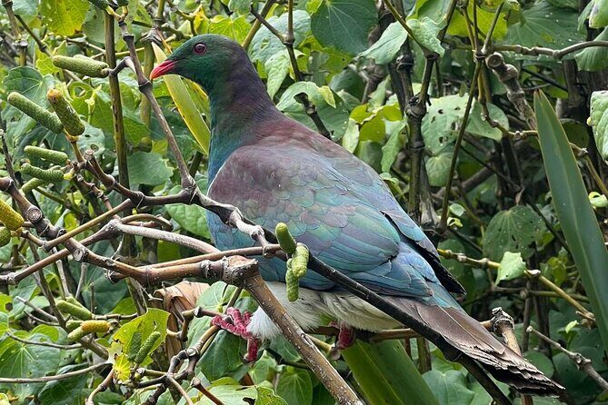Waiheke Island Private Birding Tour - Who Should Consider This Tour?