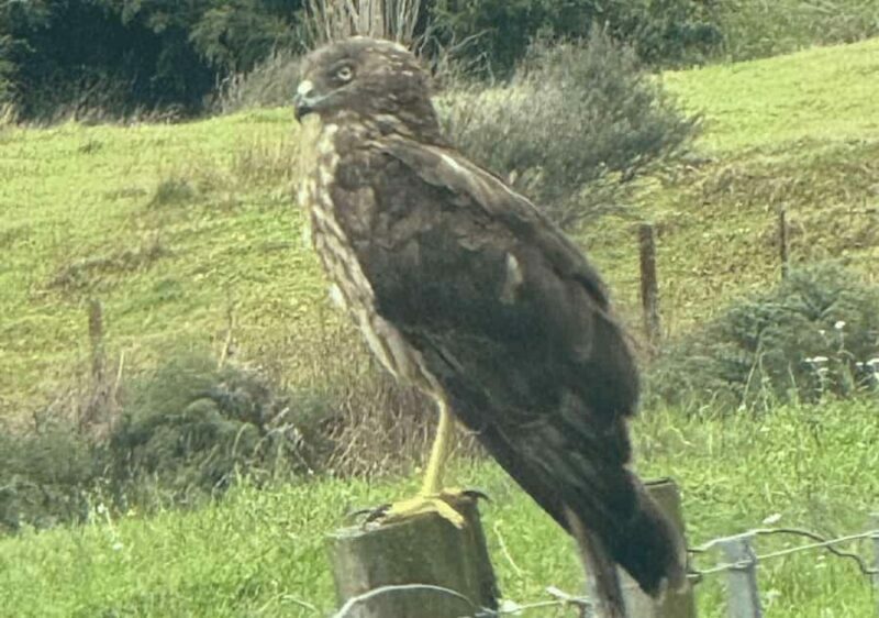 Waiheke Island: Private Birding Tour | Terra & Tide - An In-Depth Look at the Waiheke Island Birding Tour