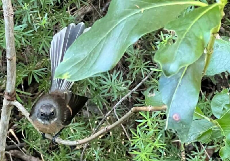 Waiheke Island: Private Birding Tour | Terra & Tide - The Sum Up
