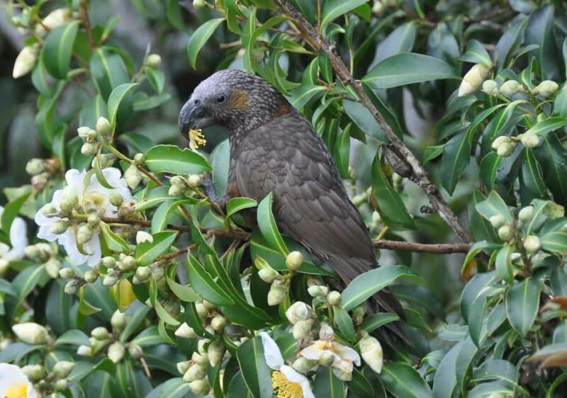 Waiheke Island: Private Birding Tour | Terra & Tide - Frequently Asked Questions