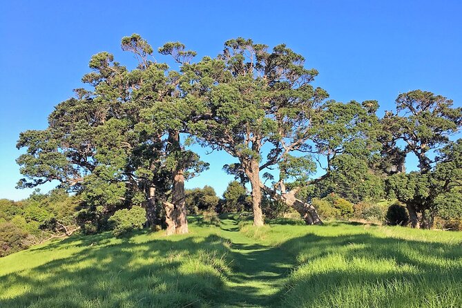 Waiheke Island Private Bush and Beach Walk - Preparation and Requirements