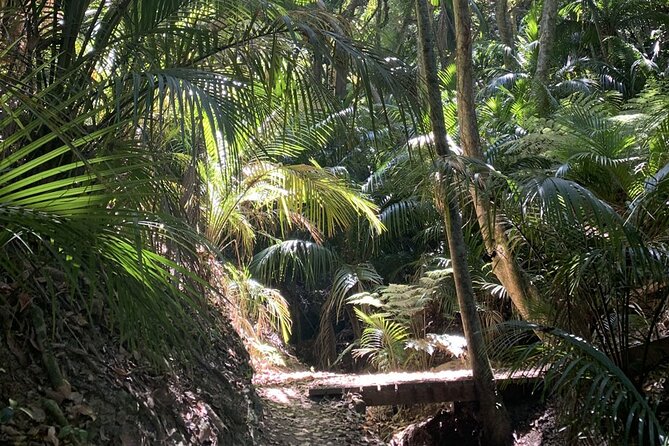 Waiheke Island Private Bush and Beach Walk - Expert Guidance