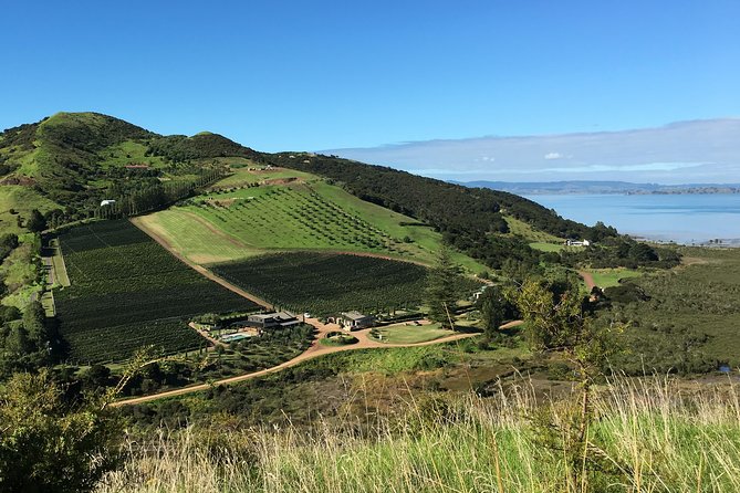 Waiheke Island Vineyards and Bush Walk - Waiheke Island Vineyards