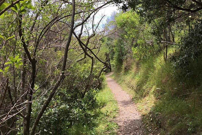 Waiheke Island Vineyards and Bush Walk - Picnic Lunch Experience