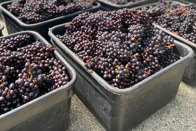 Waiheke Island Winery Tour - Traveler Reviews and Highlights