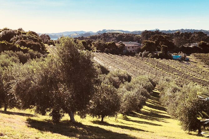 Waiheke Island Winery Tour - Dining and Lunch Options
