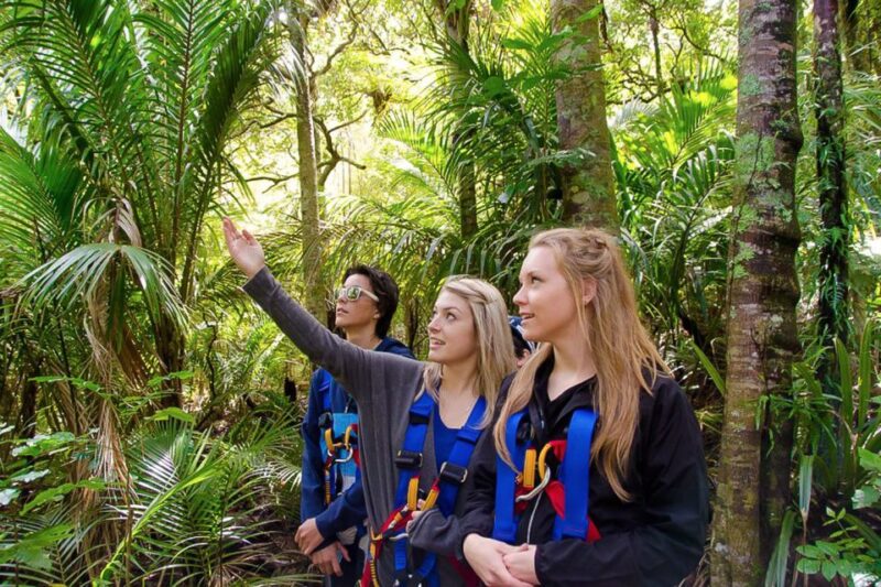 Waiheke Island: Zipline and Native Forest Adventure Trip - Key Points