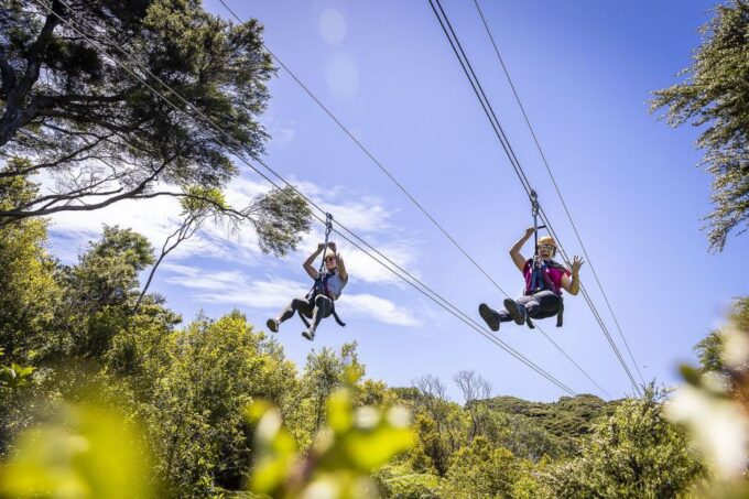 Waiheke Island: Zipline and Native Forest Adventure Trip - Guest Feedback and Ratings