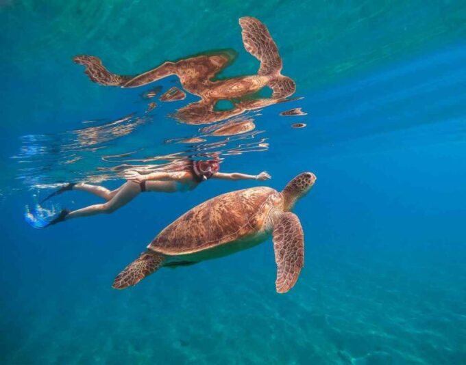 Waikiki: 5-In-1 Turtle Snorkeling Trip With Transfer - What to Bring and Not Allowed