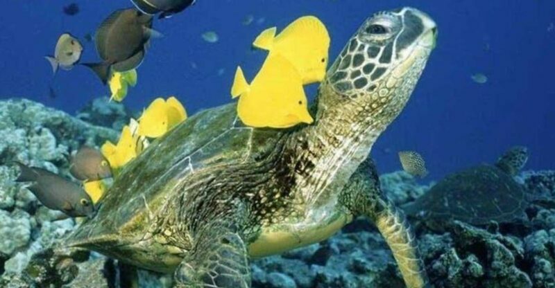 Waikiki Beach: Turtle Snorkeling and Sailing on Hwea - An In-Depth Look at the Experience