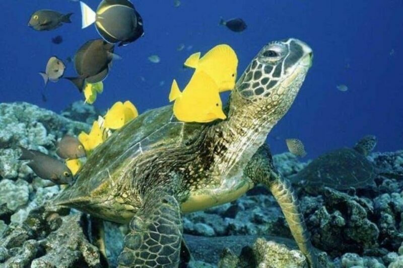 Waikiki Beach: Turtle Snorkeling and Sailing on Hwea - The Bottom Line — Who Will Love This?
